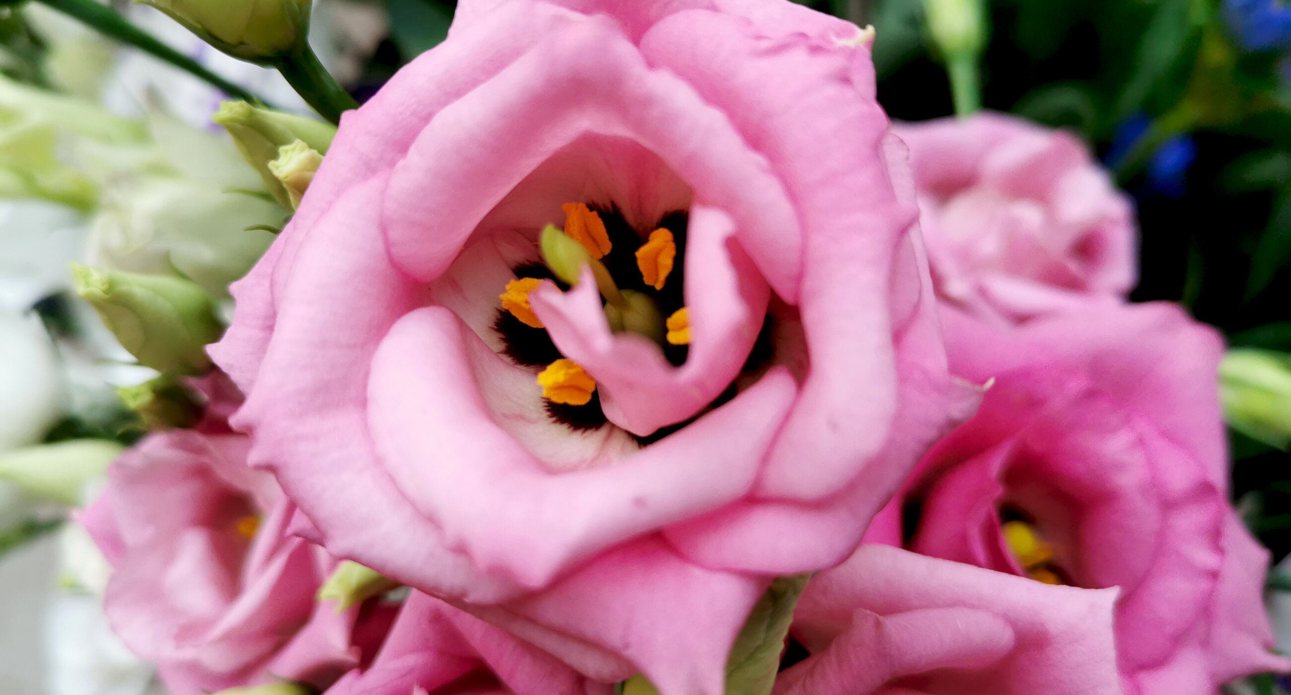 Blumen Kuster, Stans - Nidwalden