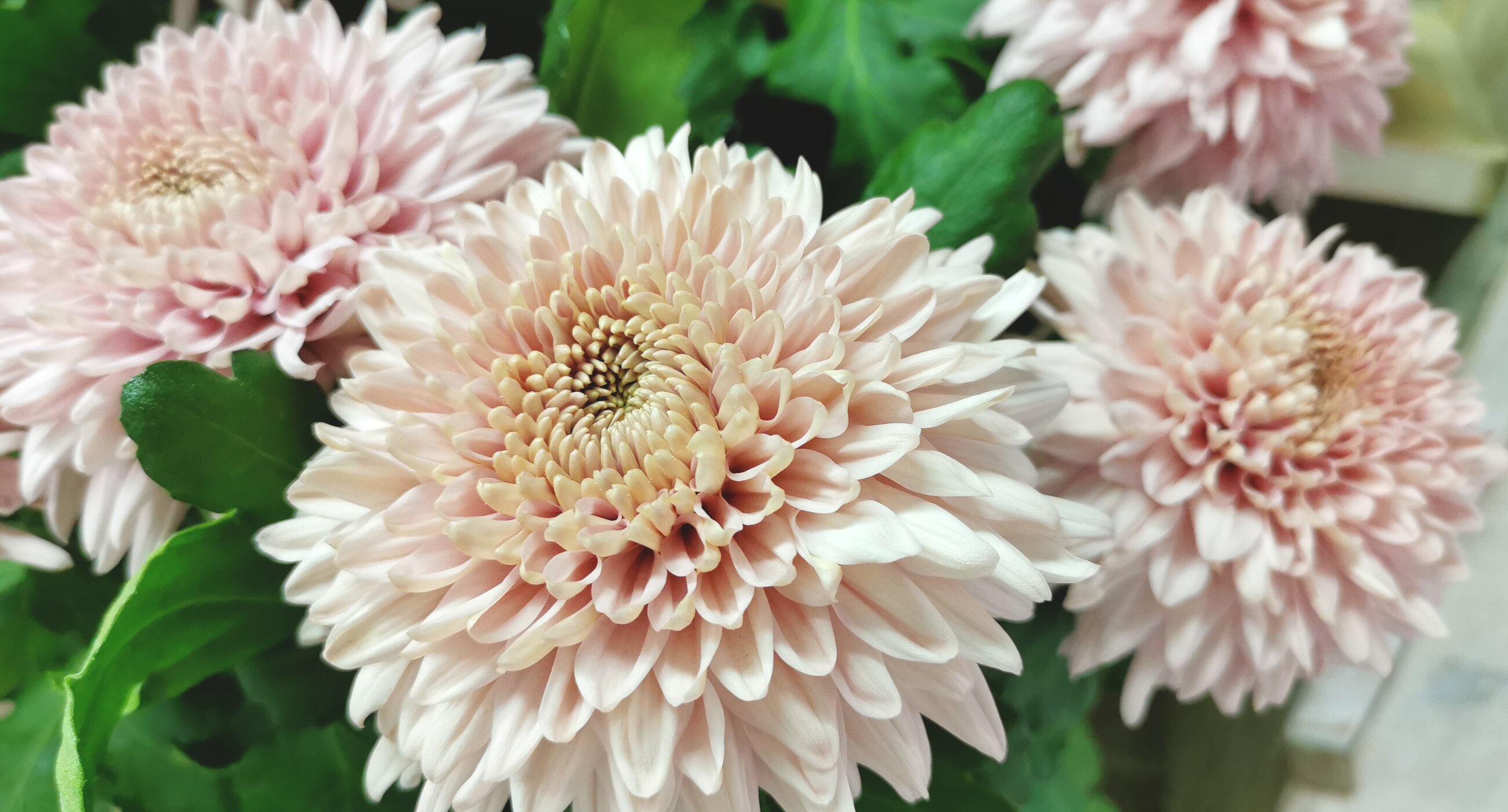 Blumen Kuster, Stans - Nidwalden