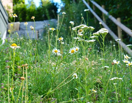 Gartengestaltung Horw