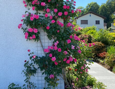 Gartenumänderung