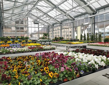 Garten- und Balkonpflanzen beim Gartencenter Kuster