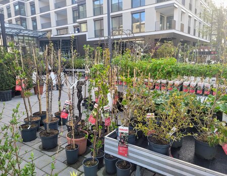 Garten- und Balkonpflanzen beim Gartencenter Kuster