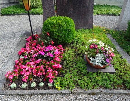 Sommeranpflanzung Gartenbau Stans