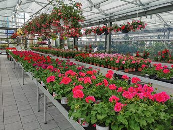 Die neuen, topmodernen Gewächshäusern sind in Betrieb mit dem Verkauf von farbenfrohen Sommerblühern. 
