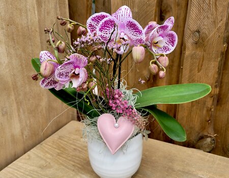Orchideenzauber, Fr. 79.00